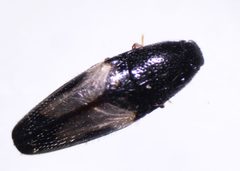 Drapetes plagiatus by (c) Mike Bowie, some rights reserved (CC BY), uploaded by Mike Bowie. Used under a CC-BY license.