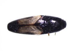Drapetes plagiatus by (c) Mike Bowie, some rights reserved (CC BY), uploaded by Mike Bowie. Used under a CC-BY license.
