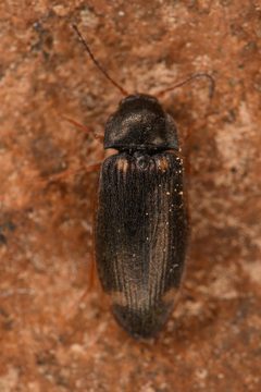 Eanus albertanus by (c) Trevor Van Loon, some rights reserved (CC BY), uploaded by Trevor Van Loon. Used under a CC-BY license.