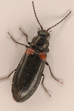 Eanus estriatus by (c) Trevor Van Loon, some rights reserved (CC BY), uploaded by Trevor Van Loon. Used under a CC-BY license.