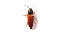 Ampedus sanguinipennis by (c) Dan MacNeal, some rights reserved (CC BY), uploaded by Dan MacNeal. Used under a CC-BY license.