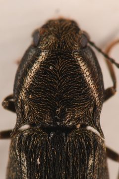 Hypnoidus nocturnus by (c) Trevor Van Loon, some rights reserved (CC BY), uploaded by Trevor Van Loon. Used under a CC-BY license.