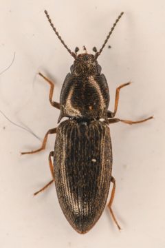 Hypnoidus nocturnus by (c) Trevor Van Loon, some rights reserved (CC BY), uploaded by Trevor Van Loon. Used under a CC-BY license.