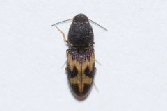Negastrius arnetti by (c) Owen Strickland, some rights reserved (CC BY), uploaded by Owen Strickland. Used under a CC-BY license.