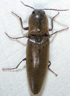 Orthostethus infuscatus by no rights reserved, uploaded by kcthetc1. Used under a CC0 license.