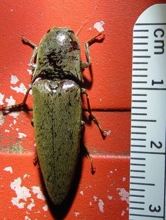 Orthostethus infuscatus by (c) Annika Lindqvist, some rights reserved (CC BY), uploaded by Annika Lindqvist. Used under a CC-BY license.
