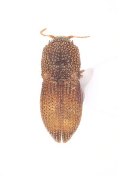 Rismethus by (c) 
NHM Beetles and Bugs, some rights reserved (CC BY). Used under a CC-BY license.