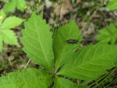 Tesolasomus lanei by (c) Ryan Sorrells, some rights reserved (CC BY), uploaded by Ryan Sorrells. Used under a CC-BY license.