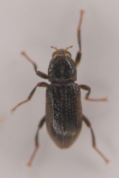 Zaitzevia parvula by (c) Trevor Van Loon, some rights reserved (CC BY), uploaded by Trevor Van Loon. Used under a CC-BY license.