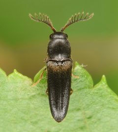 Deltometopus amoenicornis by (c) skitterbug, some rights reserved (CC BY), uploaded by skitterbug. Used under a CC-BY license.