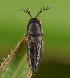 Deltometopus amoenicornis by (c) skitterbug, some rights reserved (CC BY), uploaded by skitterbug. Used under a CC-BY license.