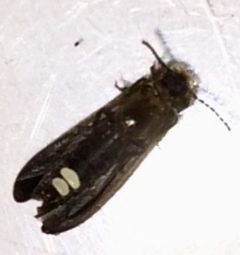 Phausis reticulata by no rights reserved, uploaded by Ken Kneidel. Used under a CC0 license.