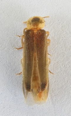 Microphotus chiricahuae by (c) jimeckert49, some rights reserved (CC BY). Used under a CC-BY license.