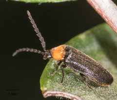 Brachylampis by no rights reserved, uploaded by Jesse Rorabaugh. Used under a CC0 license.