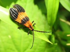 Calopteron terminale by (c) Katja Schulz, some rights reserved (CC BY). Used under a CC-BY license.