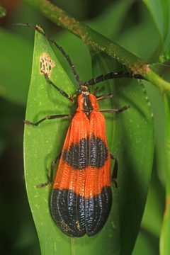 Calopteron terminale by (c) Judy Gallagher, some rights reserved (CC BY). Used under a CC-BY license.