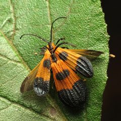 Calopteron terminale by (c) Katja Schulz, some rights reserved (CC BY). Used under a CC-BY license.
