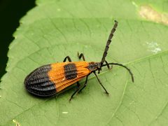 Calopteron terminale by (c) Katja Schulz, some rights reserved (CC BY), uploaded by Katja Schulz. Used under a CC-BY license.