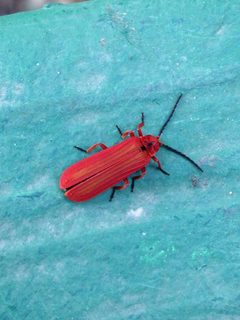 Dictyoptera simplicipes by (c) Chris Sulots, some rights reserved (CC BY), uploaded by Chris Sulots. Used under a CC-BY license.