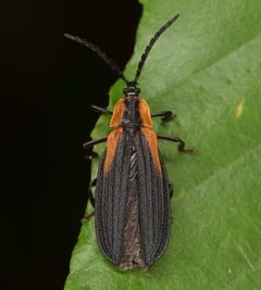 Lyconotus lateralis by (c) skitterbug, some rights reserved (CC BY), uploaded by skitterbug. Used under a CC-BY license.