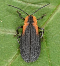 Lyconotus lateralis by (c) skitterbug, some rights reserved (CC BY), uploaded by skitterbug. Used under a CC-BY license.
