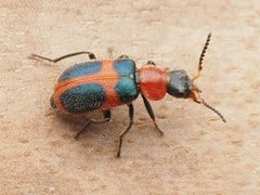Collops quadrimaculatus by no rights reserved, uploaded by Zygy. Used under a CC0 license.