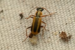 Malachius macer by (c) Trevor Van Loon, some rights reserved (CC BY), uploaded by Trevor Van Loon. Used under a CC-BY license.