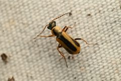 Malachius macer by (c) Trevor Van Loon, some rights reserved (CC BY), uploaded by Trevor Van Loon. Used under a CC-BY license.