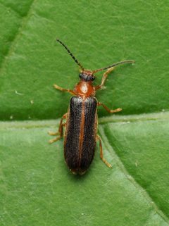 Omethes marginatus by (c) Katja Schulz, some rights reserved (CC BY), uploaded by Katja Schulz. Used under a CC-BY license.