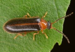 Omethes marginatus by (c) skitterbug, some rights reserved (CC BY), uploaded by skitterbug. Used under a CC-BY license.