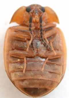 Acneus beeri by no rights reserved, uploaded by Mike Palmer. Used under a CC0 license.