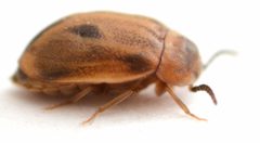 Acneus beeri by no rights reserved, uploaded by Mike Palmer. Used under a CC0 license.