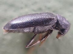 Semijulistus ater by (c) Trevor Van Loon, some rights reserved (CC BY), uploaded by Trevor Van Loon. Used under a CC-BY license.