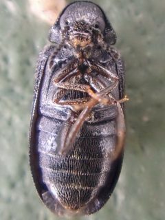 Semijulistus ater by (c) Trevor Van Loon, some rights reserved (CC BY), uploaded by Trevor Van Loon. Used under a CC-BY license.