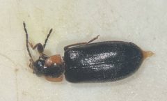 Elodes maculicollis by (c) Matthew Pintar, some rights reserved (CC BY), uploaded by Matthew Pintar. Used under a CC-BY license.