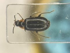 Elodes maculicollis by no rights reserved, uploaded by Nick Bédard. Used under a CC0 license.