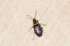 Elodes maculicollis by (c) Owen Strickland, some rights reserved (CC BY), uploaded by Owen Strickland. Used under a CC-BY license.