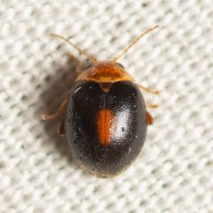 Scirtes orbiculatus by (c) Justin Williams, some rights reserved (CC BY), uploaded by Justin Williams. Used under a CC-BY license.