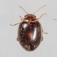 Scirtes orbiculatus by (c) Victor Engel, some rights reserved (CC BY), uploaded by Victor Engel. Used under a CC-BY license.