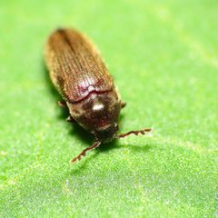 Throscidae by (c) Katja Schulz, some rights reserved (CC BY). Used under a CC-BY license.