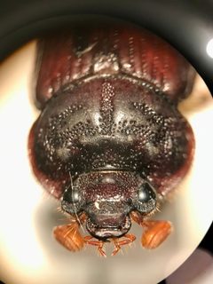 Eucanthus lazarus by (c) gonodactylus, some rights reserved (CC BY), uploaded by gonodactylus. Used under a CC-BY license.