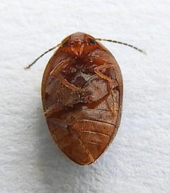 Nycteus oviformis by (c) jimeckert49, some rights reserved (CC BY). Used under a CC-BY license.