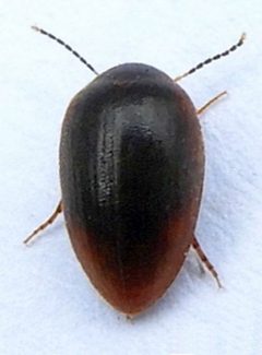 Nycteus oviformis by (c) jimeckert49, some rights reserved (CC BY). Used under a CC-BY license.