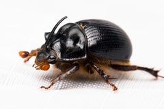 Geotrupidae by (c) Ken-ichi Ueda, some rights reserved (CC BY), uploaded by Ken-ichi Ueda. Used under a CC-BY license.