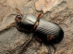 Odontotaenius disjunctus by (c) Katja Schulz, some rights reserved (CC BY). Used under a CC-BY license.