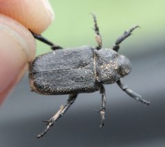 Cremastocheilus crinitus by (c) Rebecca Ray, some rights reserved (CC BY), uploaded by Rebecca Ray. Used under a CC-BY license.