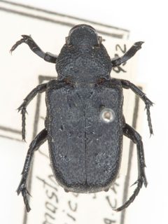 Cremastocheilus mexicanus by no rights reserved, uploaded by Robbie Hannawacker. Used under a CC0 license.