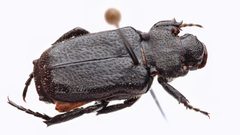 Cremastocheilus retractus by (c) Thilina Hettiarachchi, some rights reserved (CC BY), uploaded by Thilina Hettiarachchi. Used under a CC-BY license.
