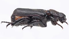 Cremastocheilus retractus by (c) Thilina Hettiarachchi, some rights reserved (CC BY), uploaded by Thilina Hettiarachchi. Used under a CC-BY license.
