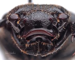Cremastocheilus retractus by (c) Thilina Hettiarachchi, some rights reserved (CC BY), uploaded by Thilina Hettiarachchi. Used under a CC-BY license.